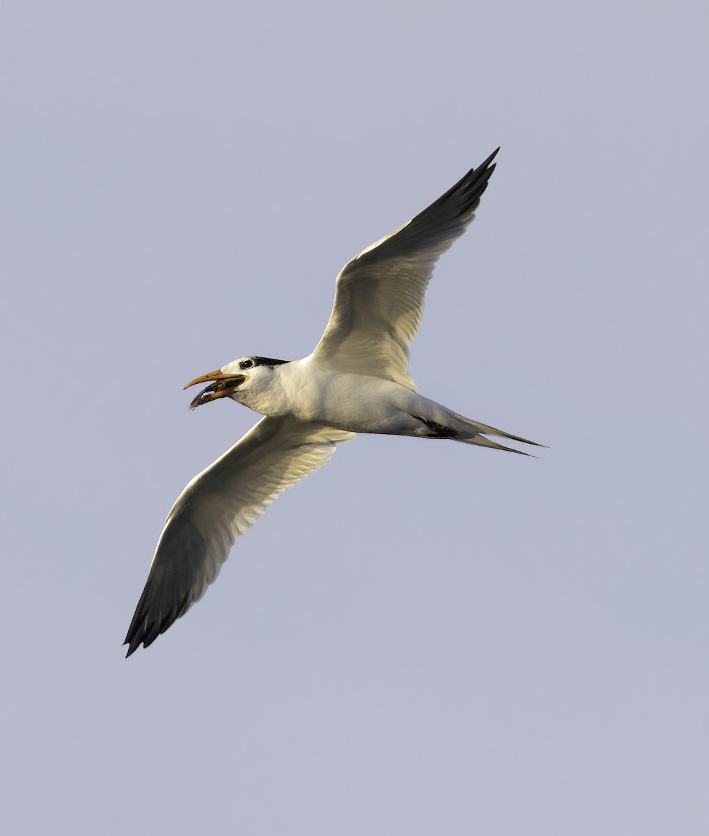 Royal Tern - ML520019101