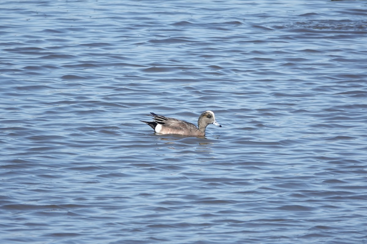 American Wigeon - ML520021351