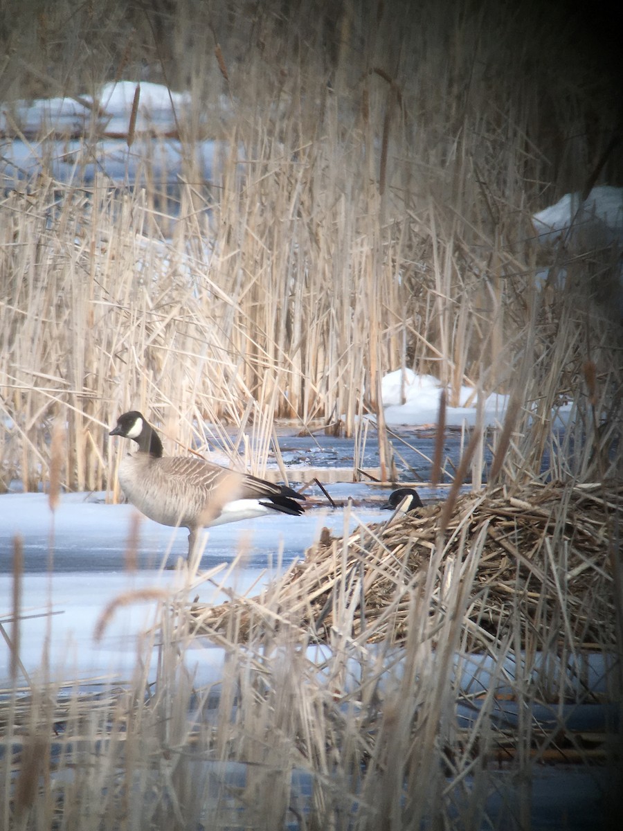 Cackling Goose (Richardson's) - ML52002141