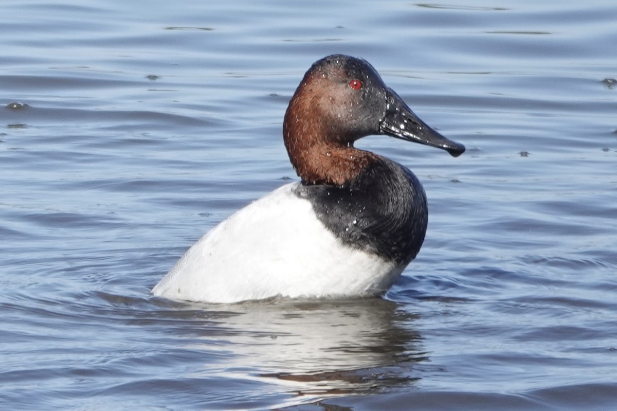 Canvasback - ML520021431