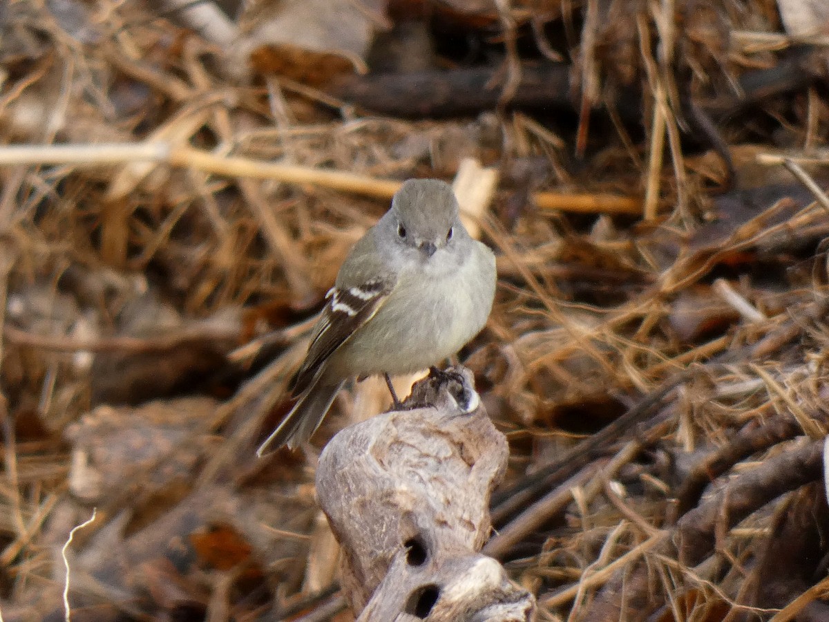 Hammond's Flycatcher - ML520022181