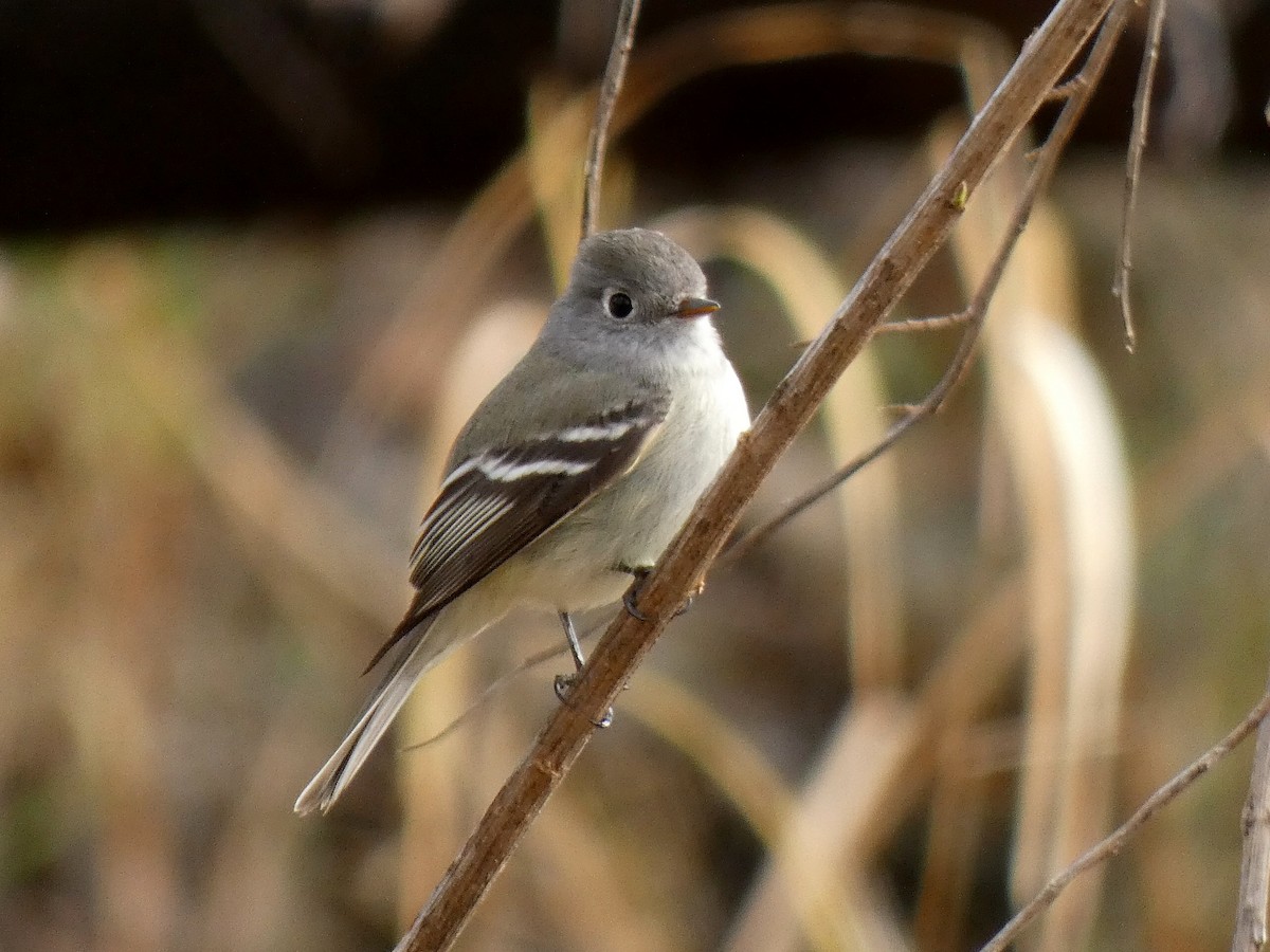 Hammond's Flycatcher - ML520022191