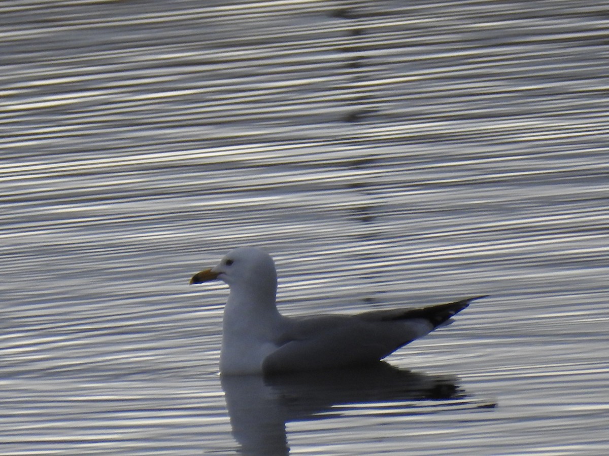 Ring-billed Gull - Shane Sater