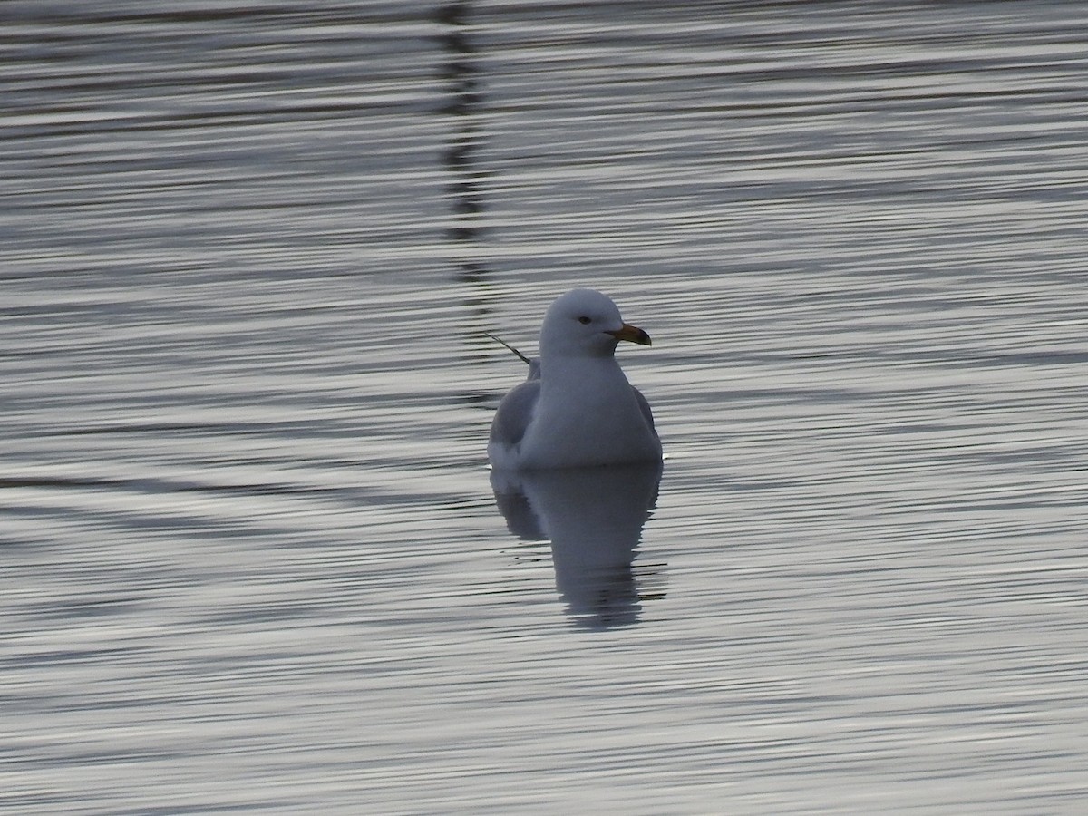 Ring-billed Gull - ML52002321