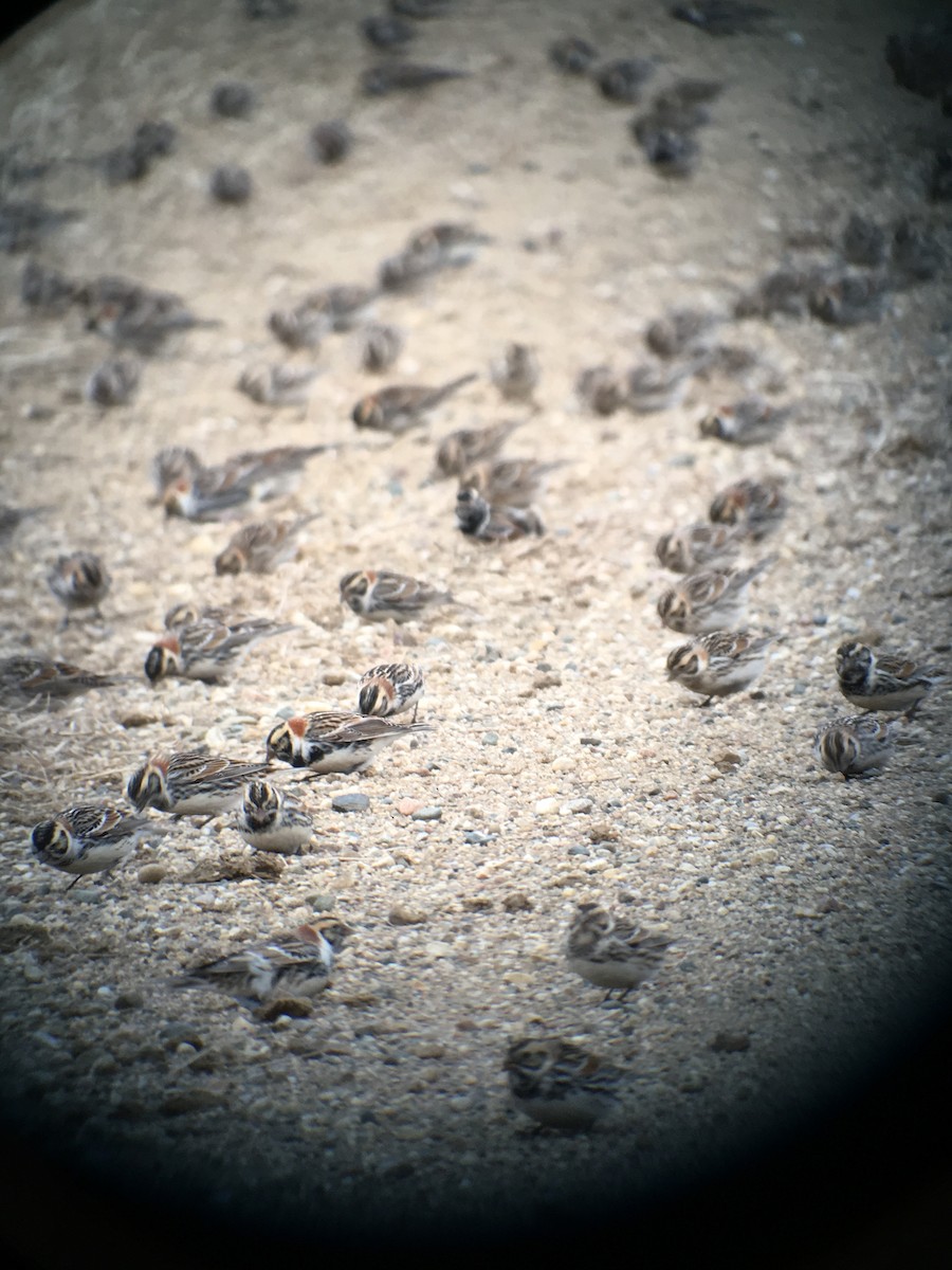 Lapland Longspur - ML52002331