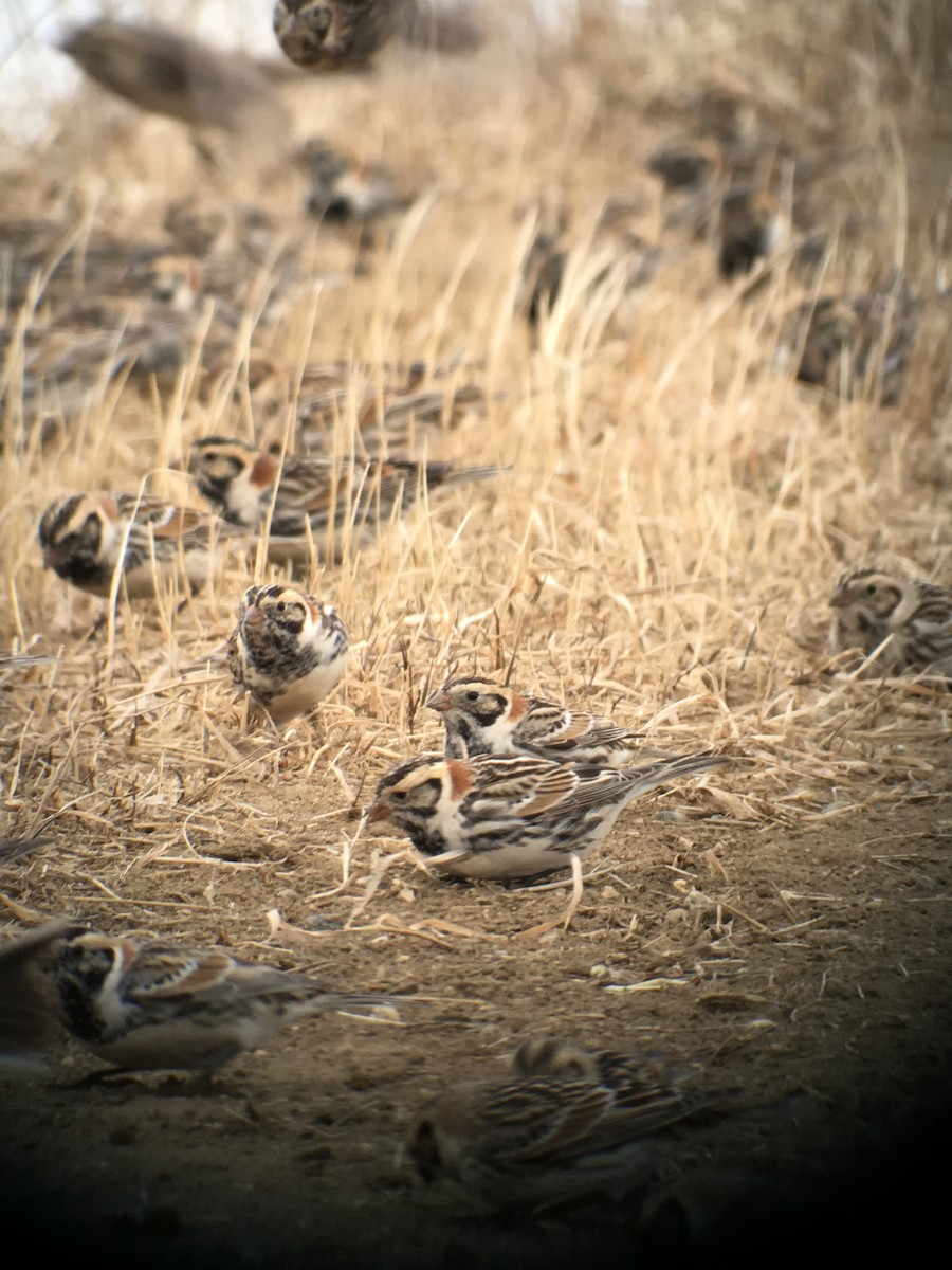 Lapland Longspur - Danny Akers
