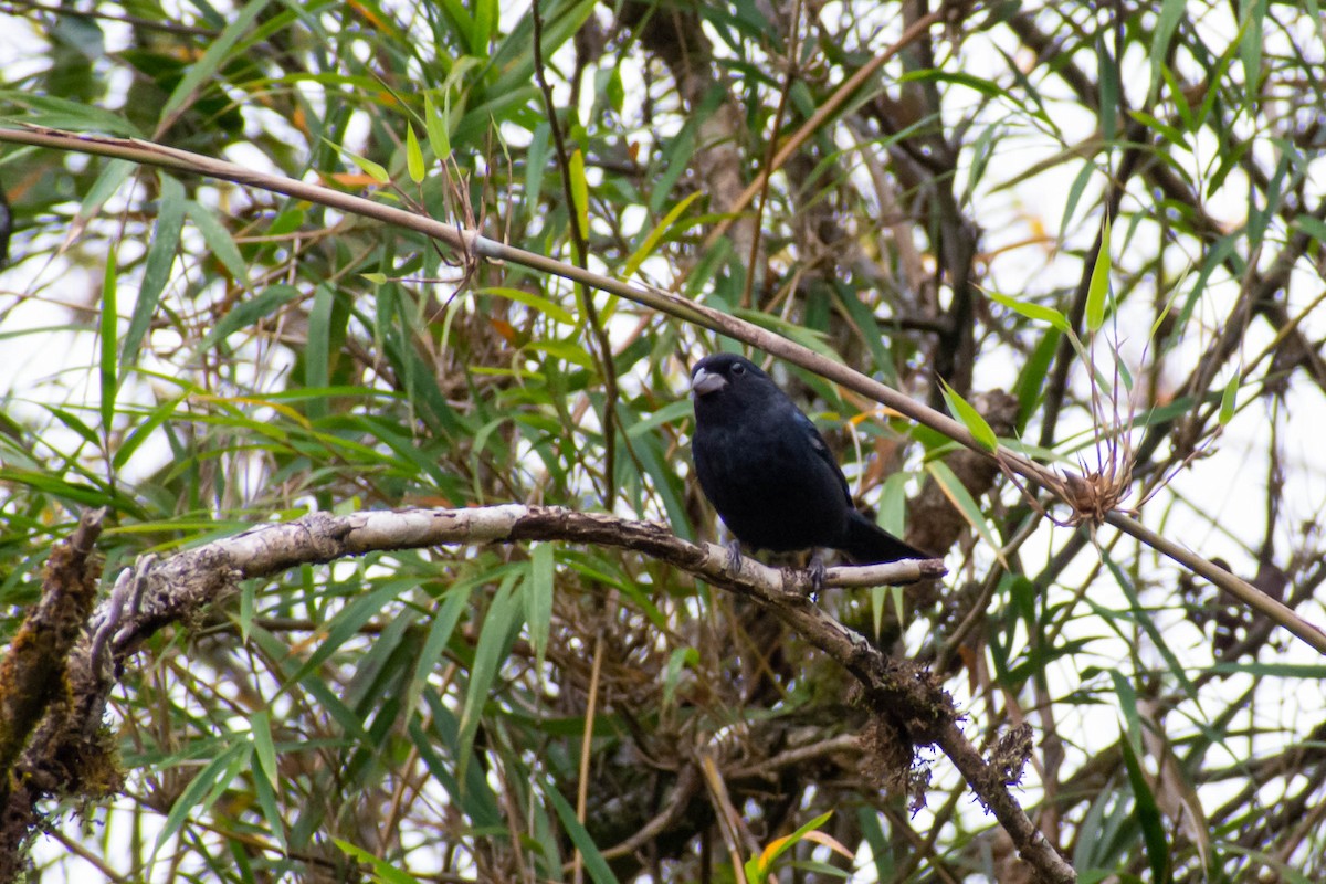 Blackish-blue Seedeater - ML520023911