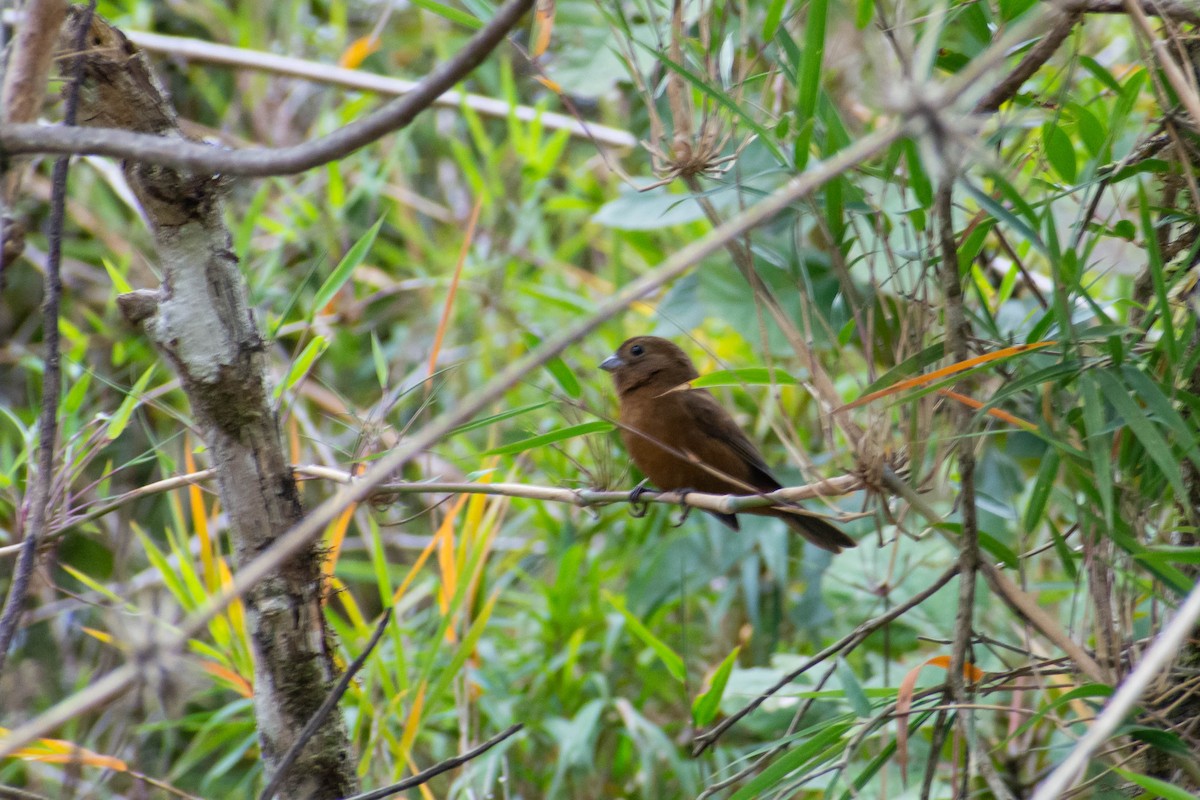 Blackish-blue Seedeater - ML520023951