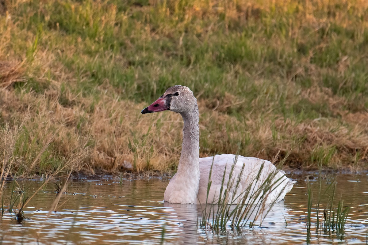 Tundra Swan - Andrew Newmark