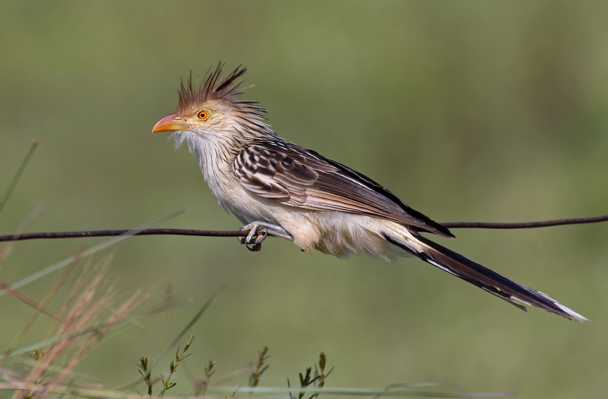 Guira Cuckoo - Lars Petersson | My World of Bird Photography