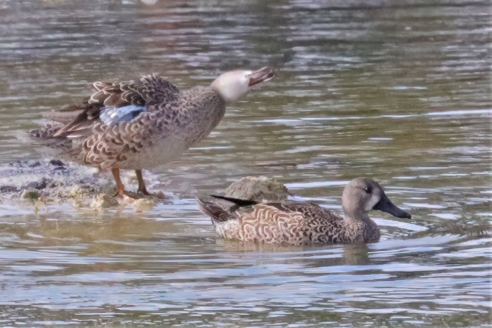 Blue-winged Teal - ML520025121