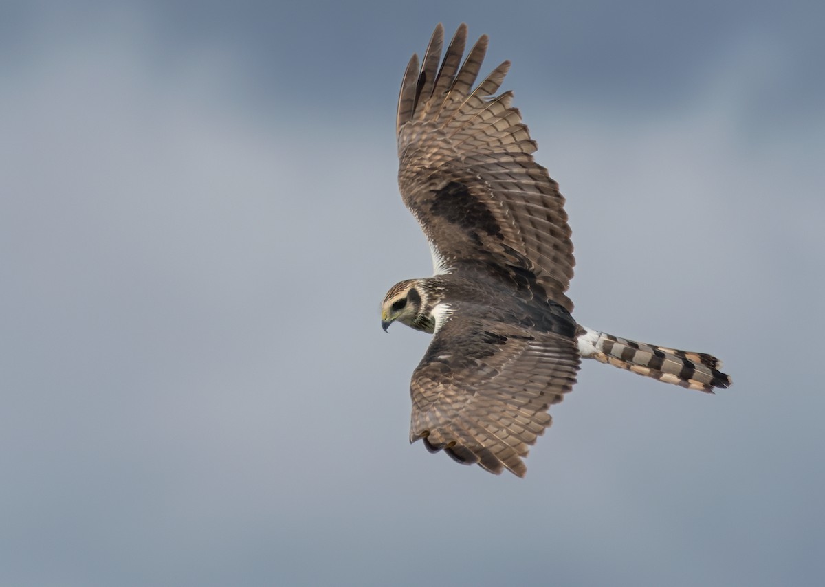 Long-winged Harrier - Lars Petersson | My World of Bird Photography