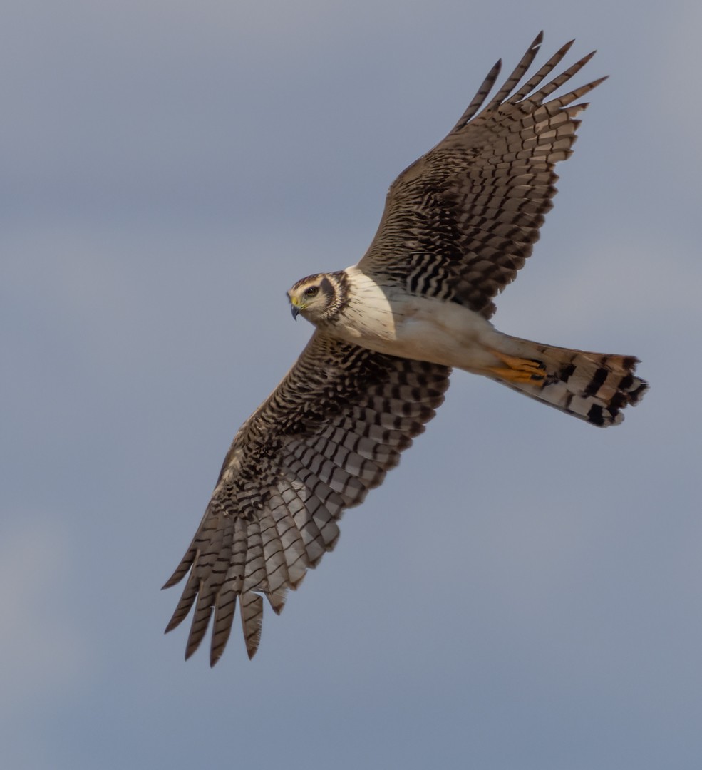 Aguilucho de Azara - ML520026521