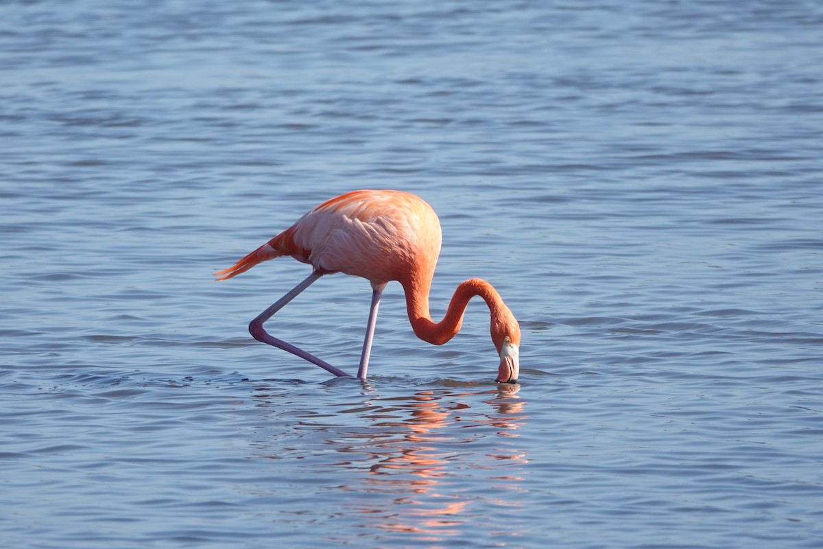 American Flamingo - ML520026711