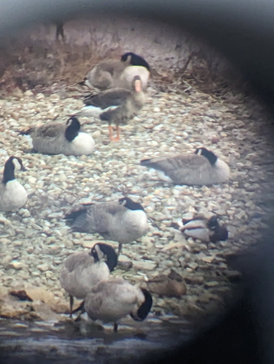 Greater White-fronted Goose - ML520027311