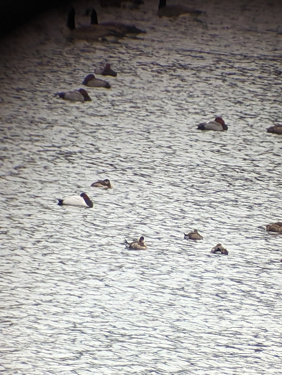 Canvasback - ML520027401