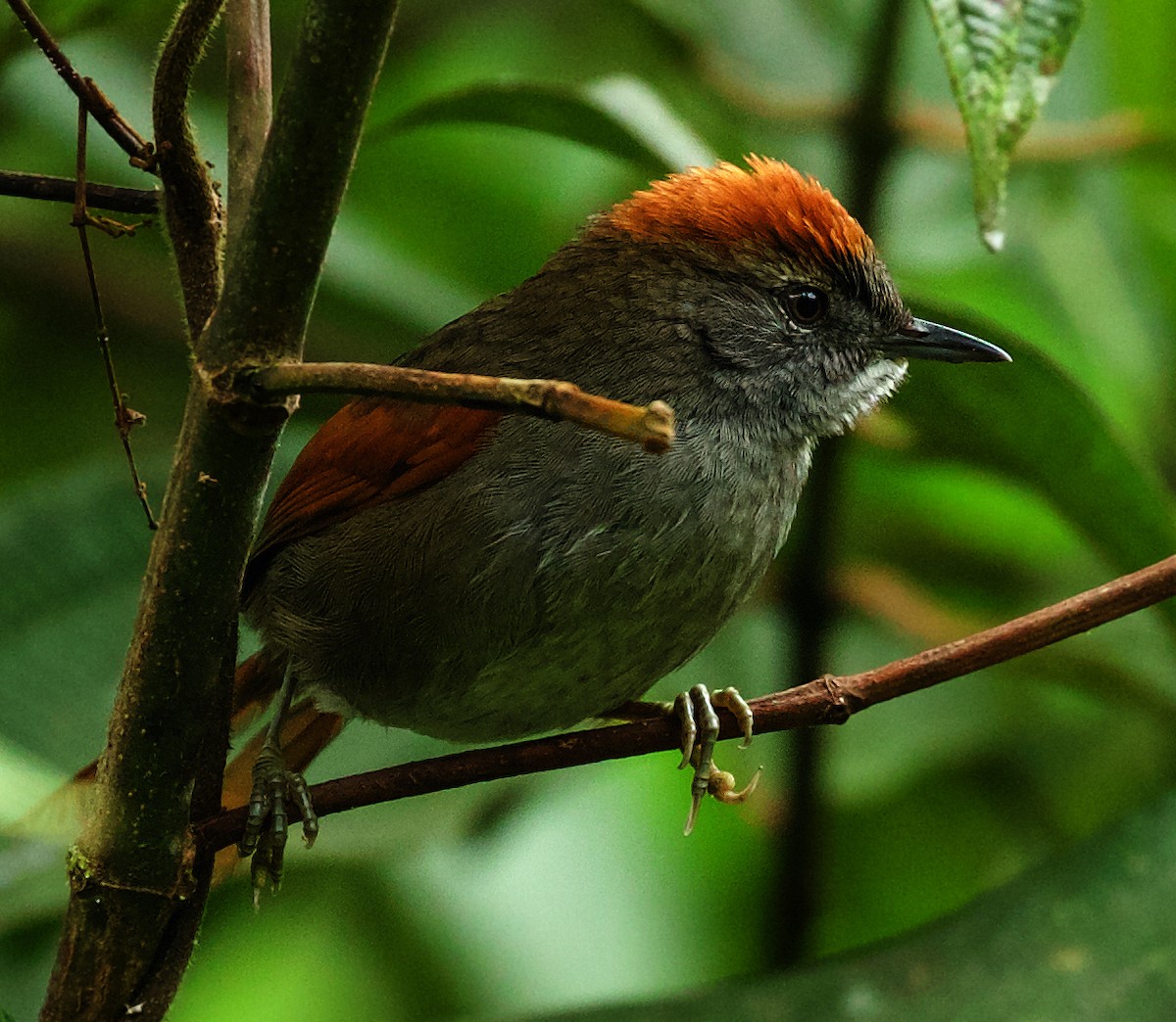 Azara's Spinetail - David Ascanio