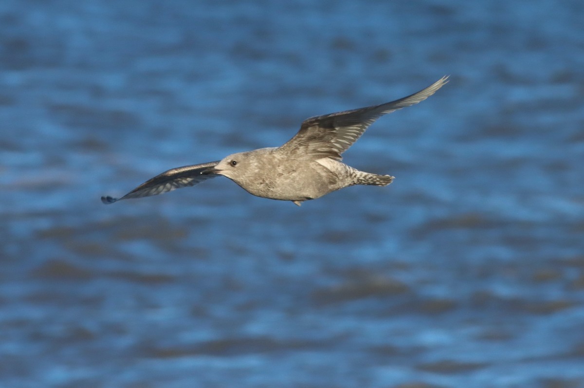 Gaviota Groenlandesa (thayeri) - ML520027851