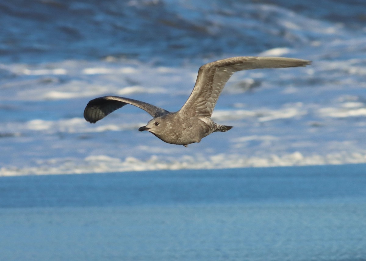 Gaviota Groenlandesa (thayeri) - ML520027881