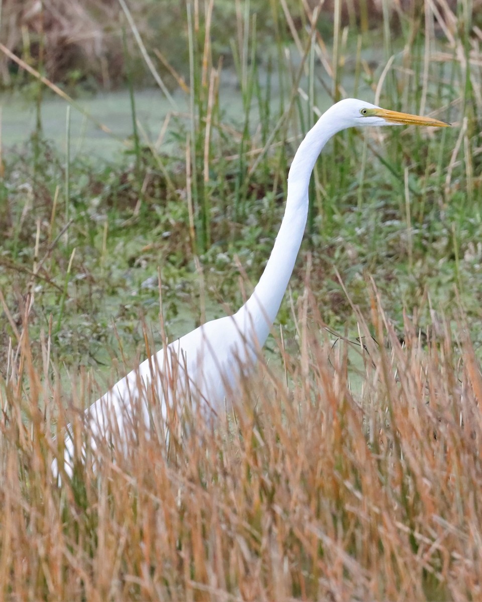 Great Egret - ML520028721