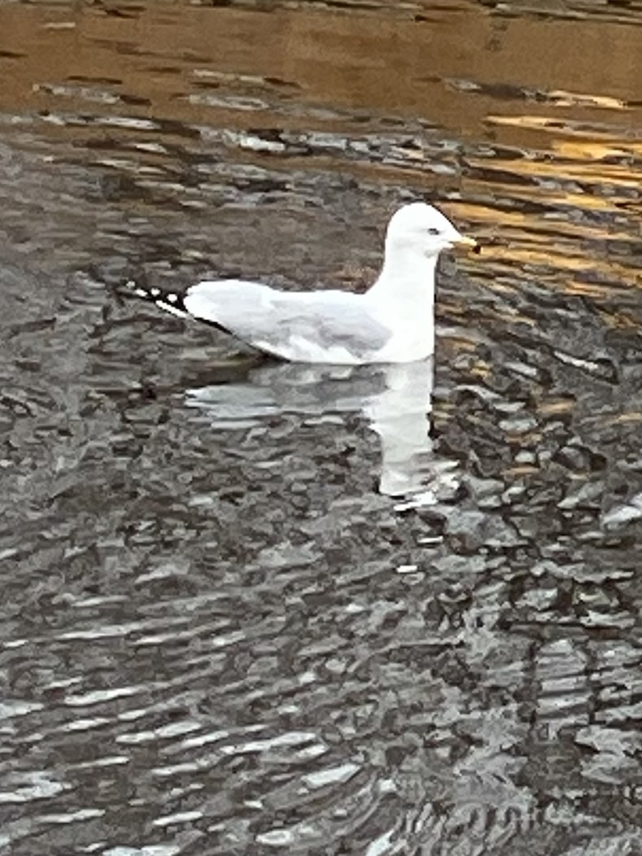 Ring-billed Gull - ML520028731