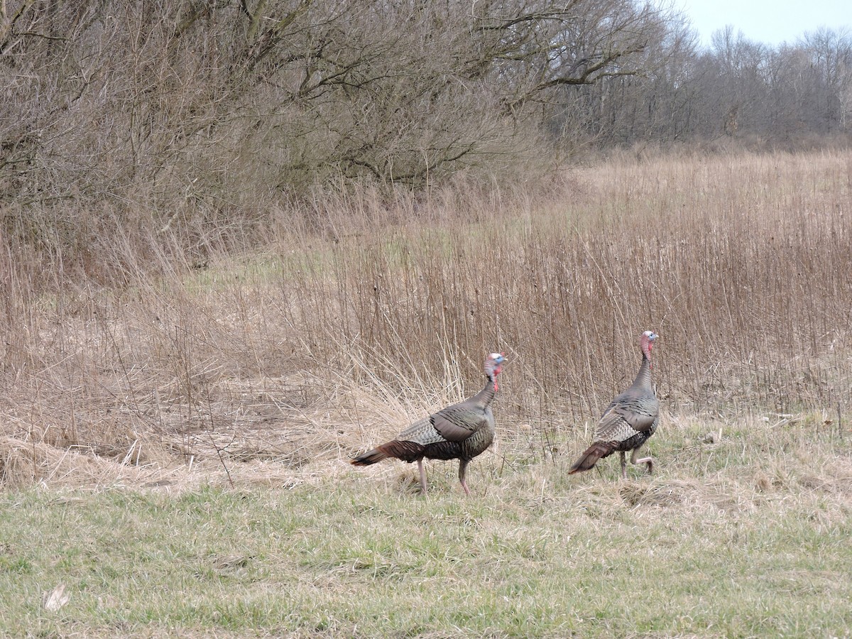 Wild Turkey - Eric Michael