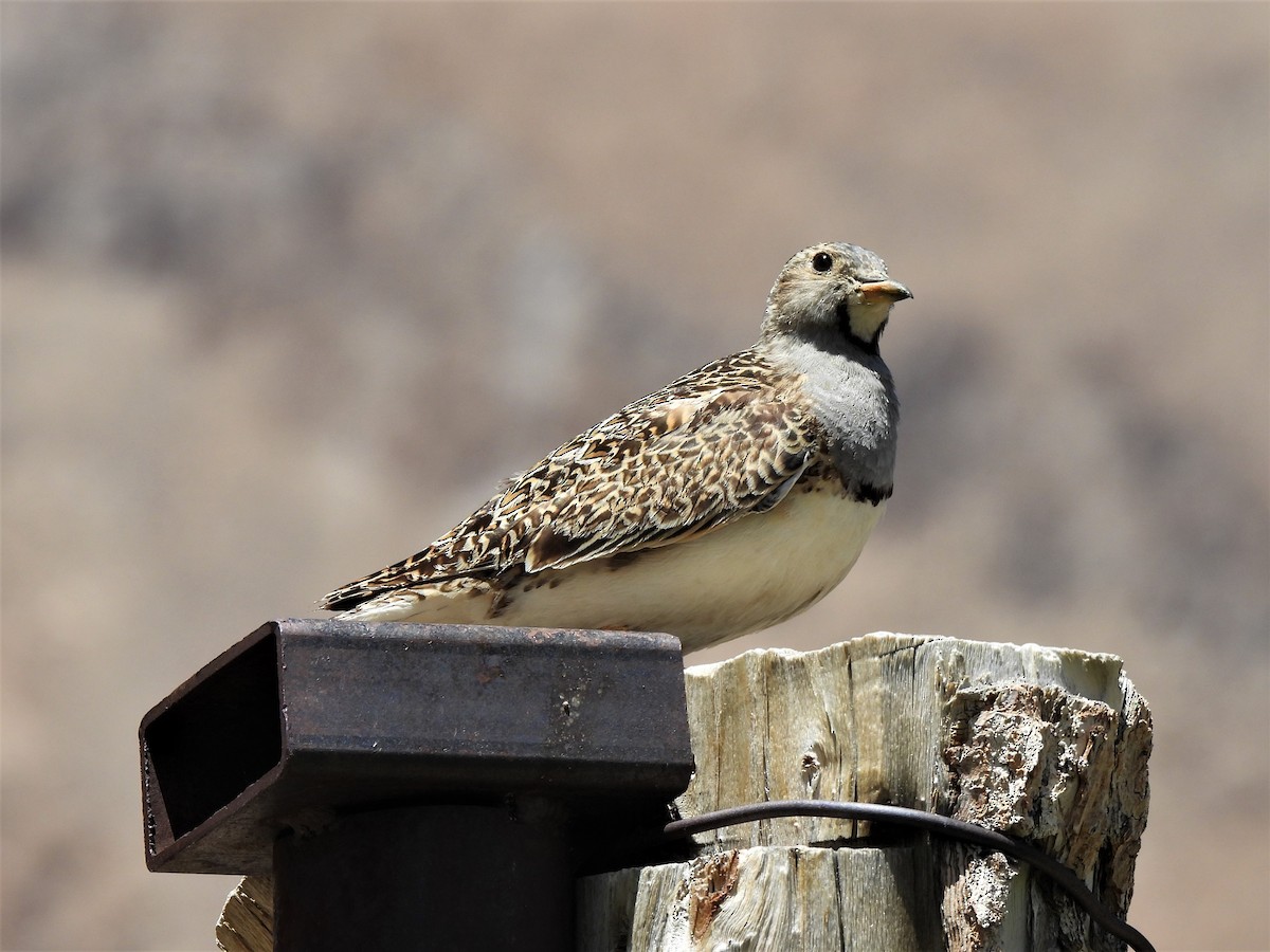 Gray-breasted Seedsnipe - Pablo Alejandro Pla