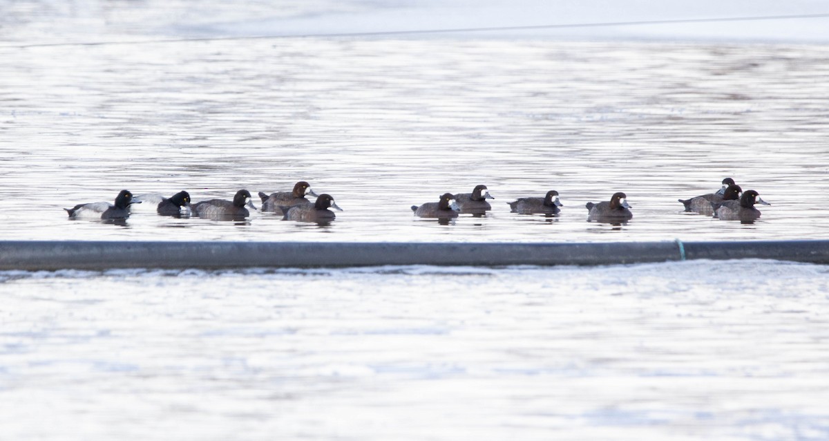 Greater Scaup - ML520029681