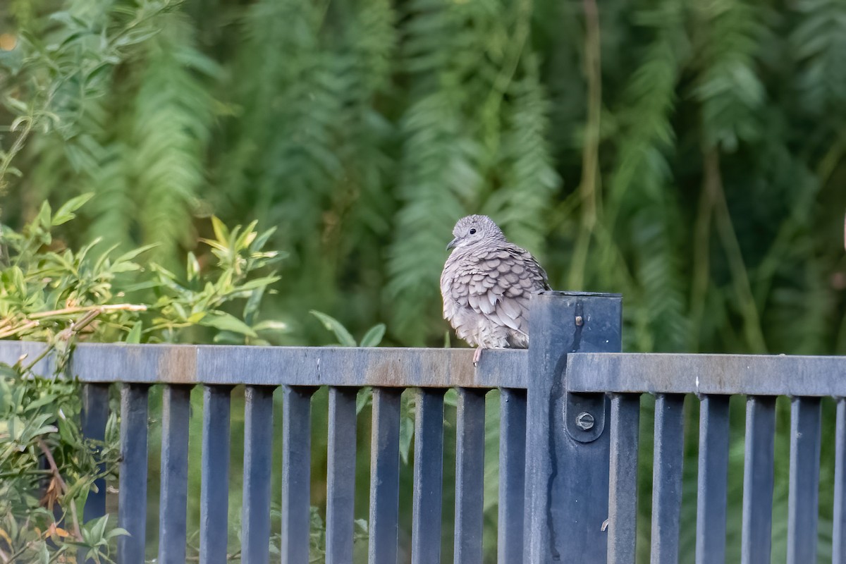 Inca Dove - Andrew Newmark