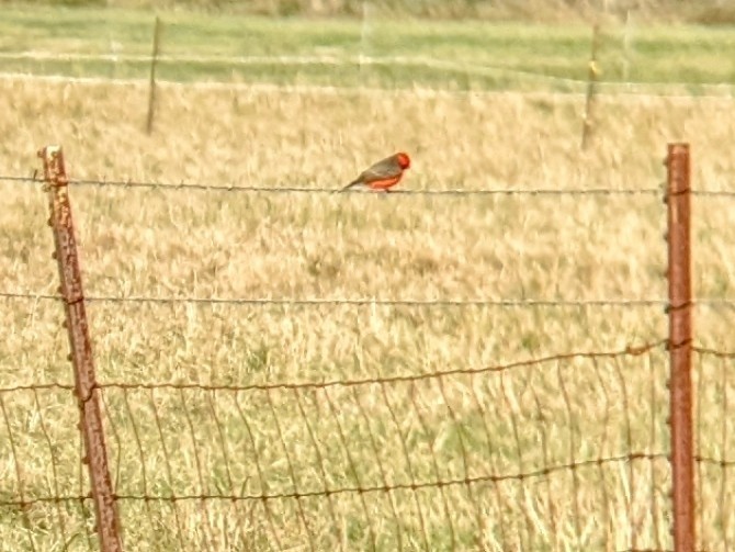Vermilion Flycatcher - ML520030541