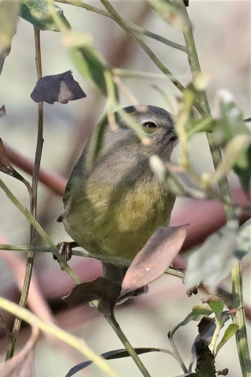 Orange-crowned Warbler - Janette Brogan