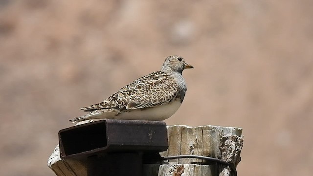 Gray-breasted Seedsnipe - ML520031261