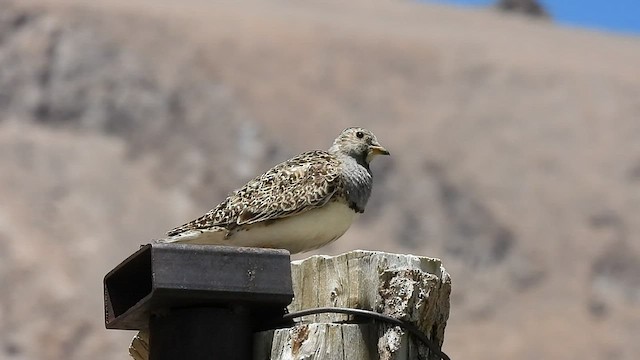 Gray-breasted Seedsnipe - ML520031271