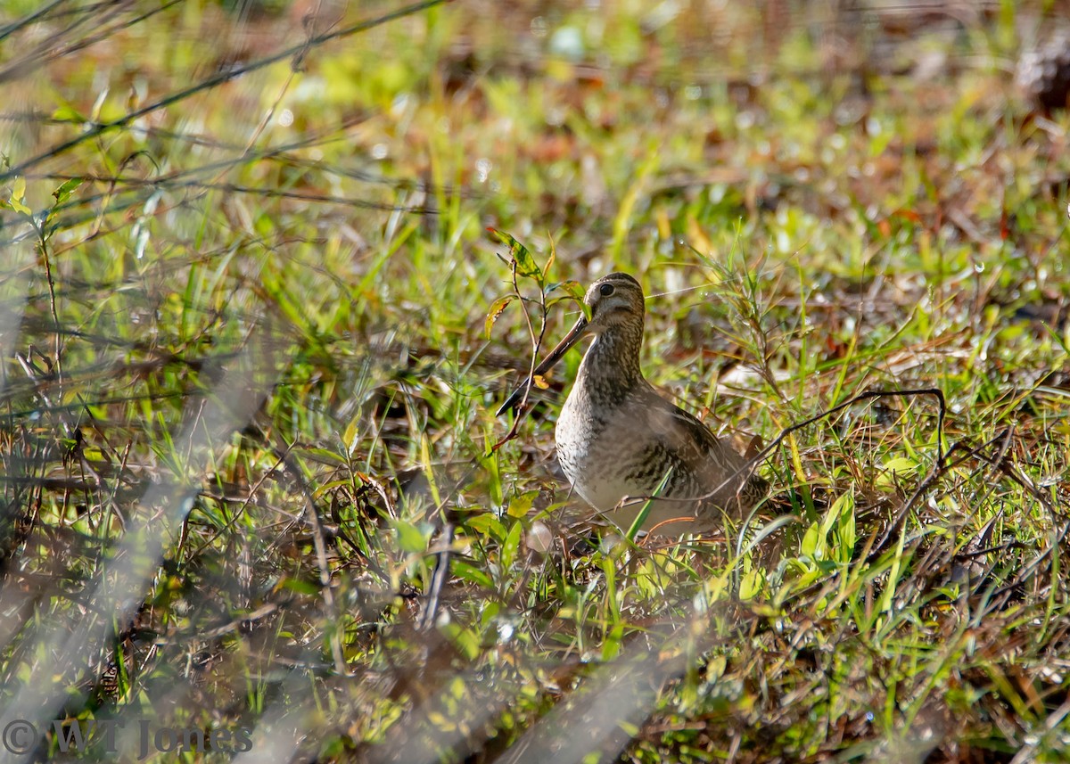 bekasina severoamerická - ML520031311