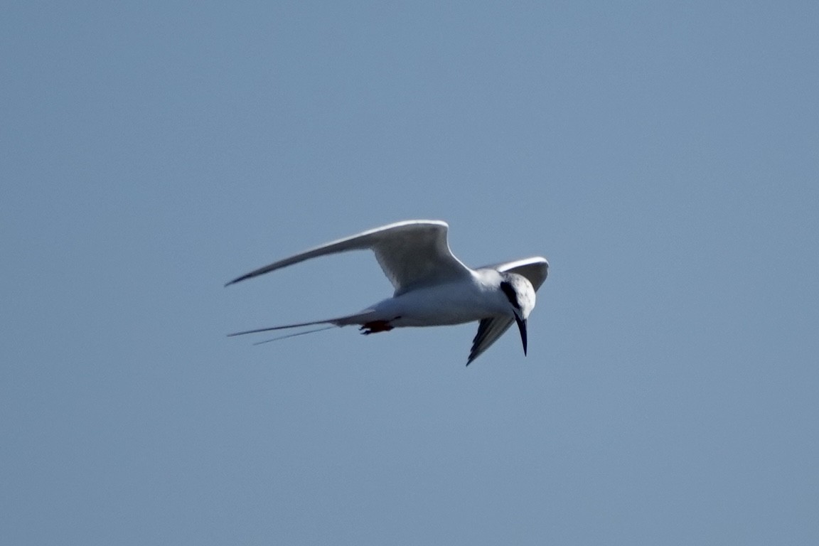 Forster's Tern - ML520031401
