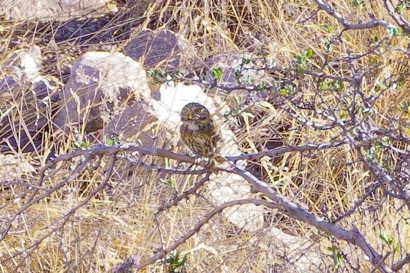 Peruvian Pygmy-Owl - ML520031581