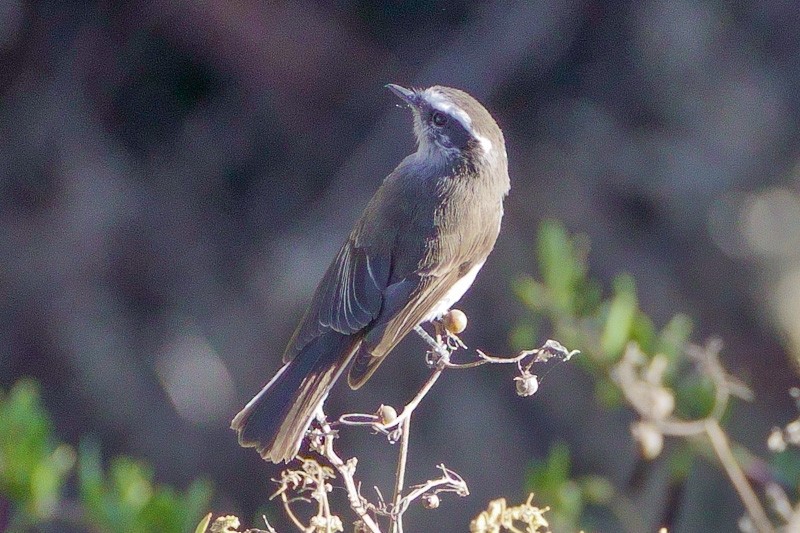 White-browed Chat-Tyrant - ML520031841