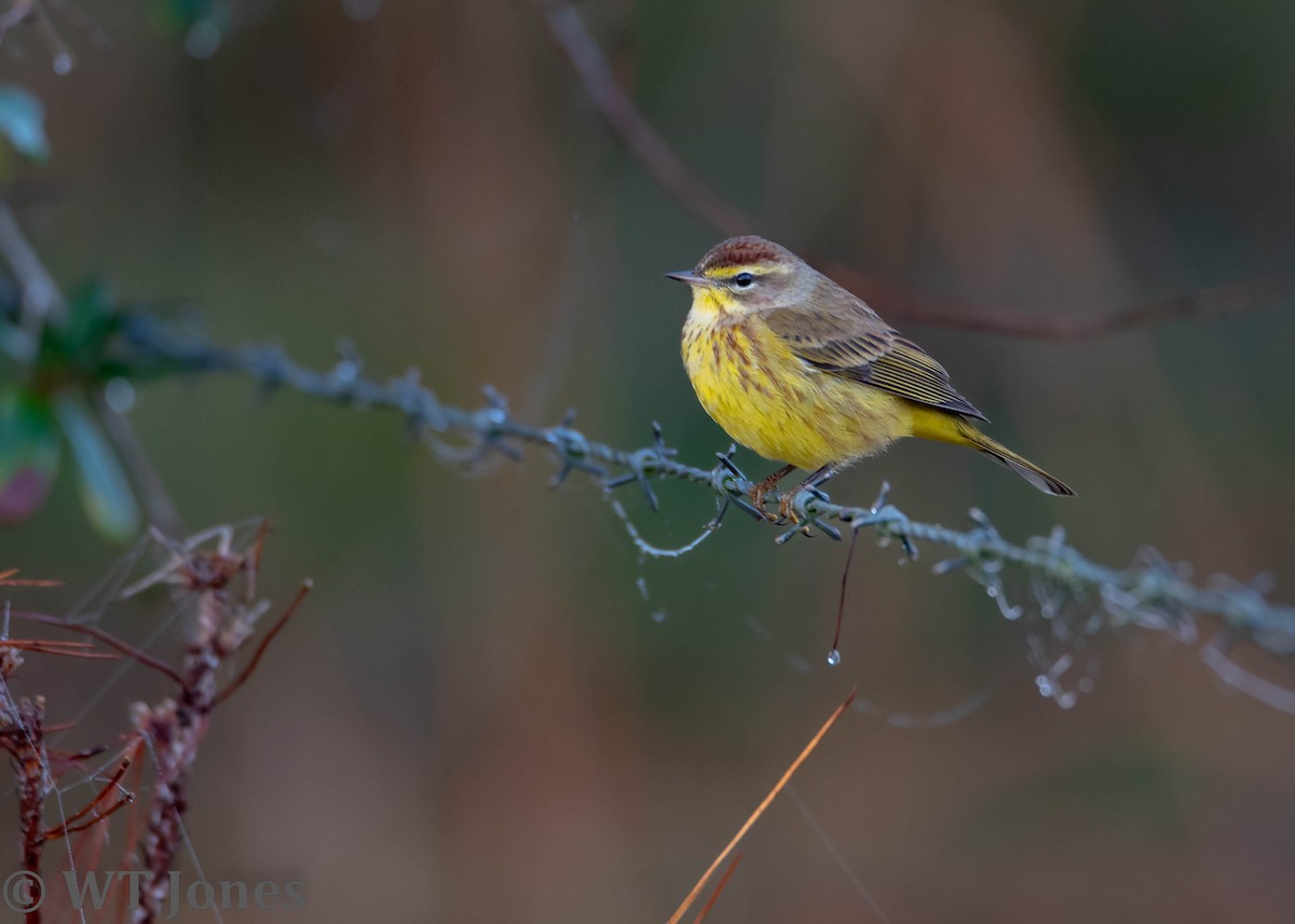 Paruline à couronne rousse - ML520031981