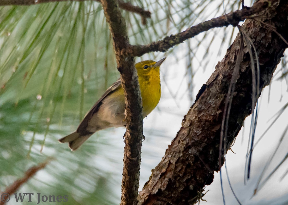 Pine Warbler - Wally Jones