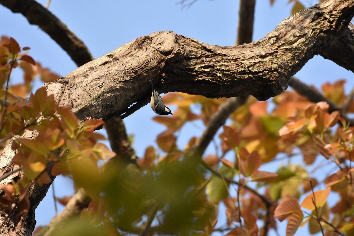 Cinereous Tit - ML52003231