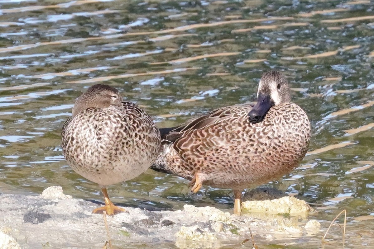 Blue-winged Teal - ML520032401