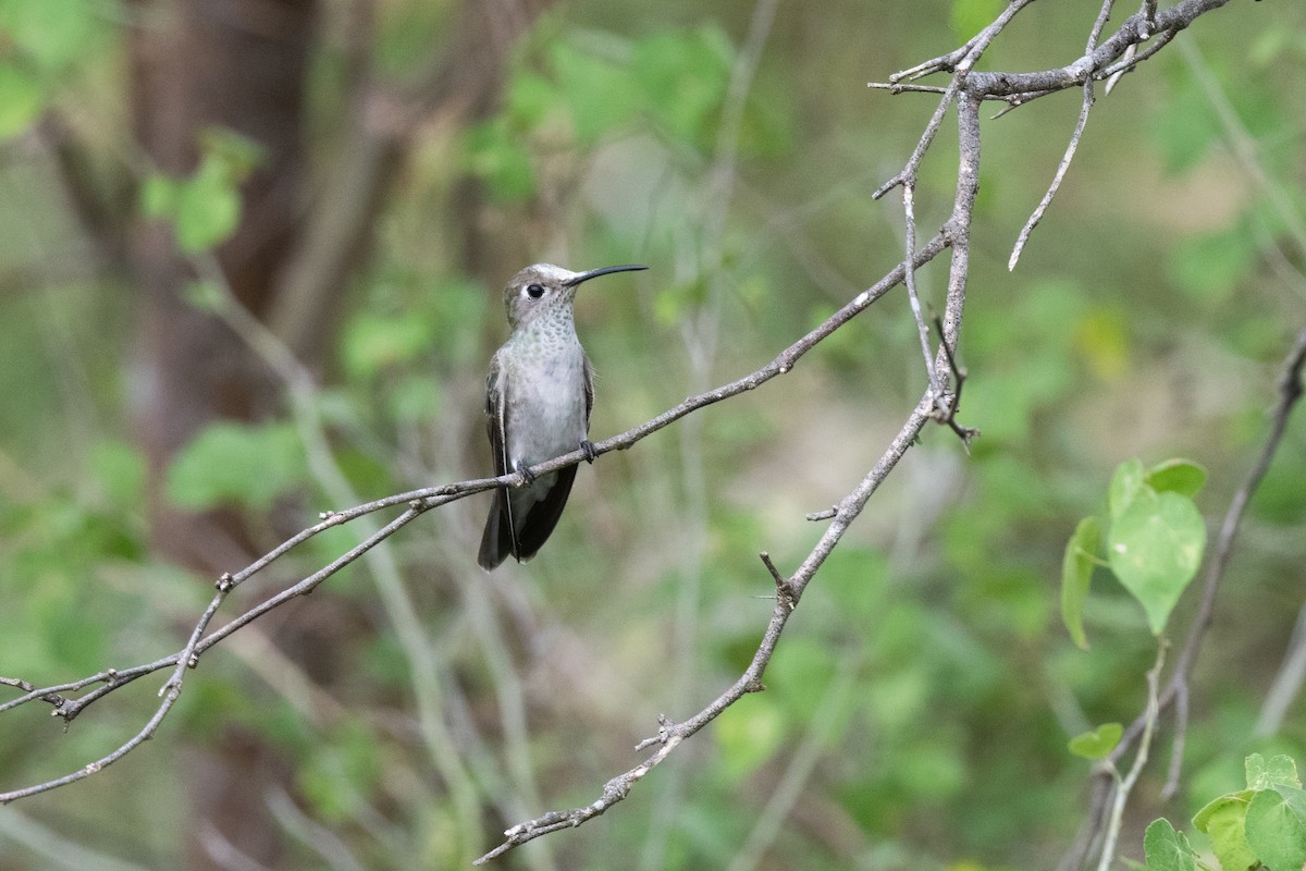 Spot-throated Hummingbird - Nige Hartley