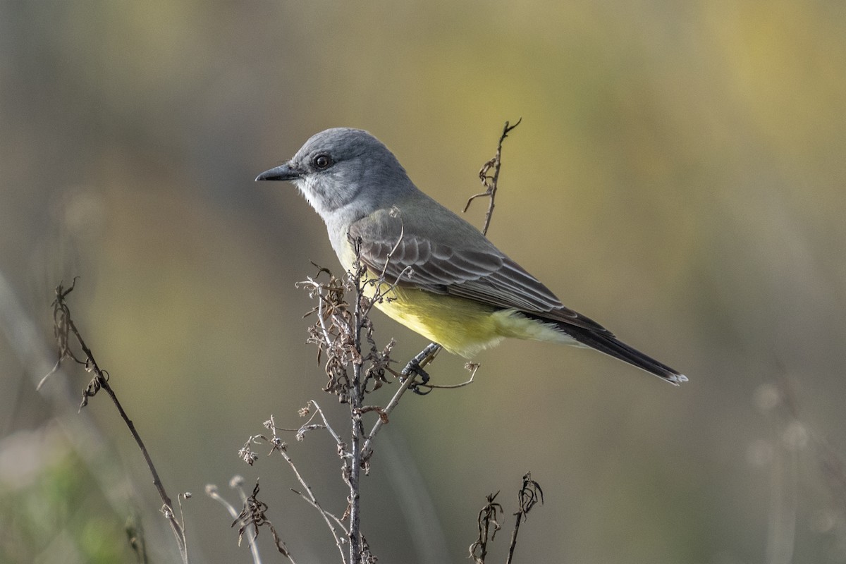 Cassin's Kingbird - M Alyce Barker