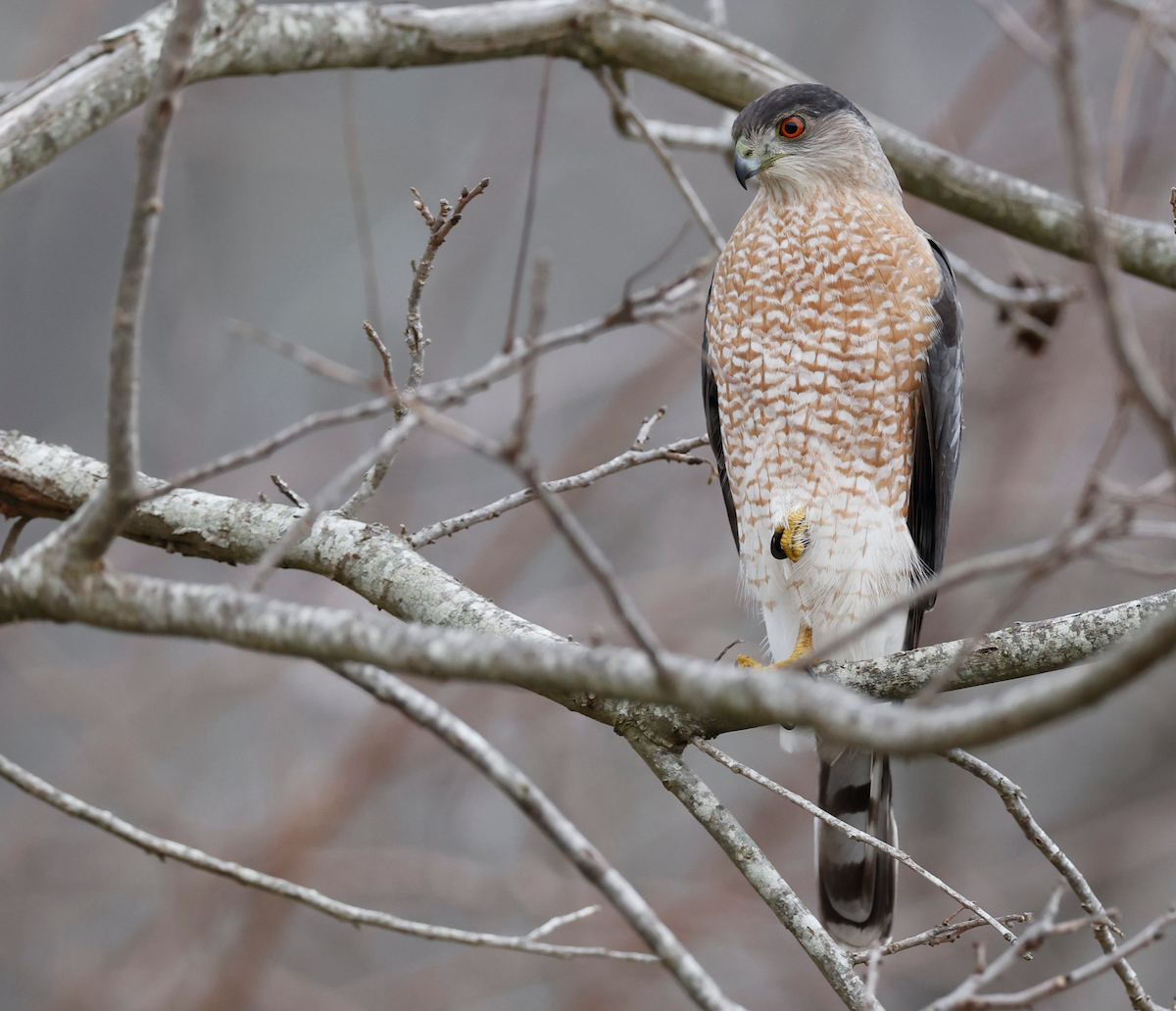 Cooper's Hawk - ML520032921