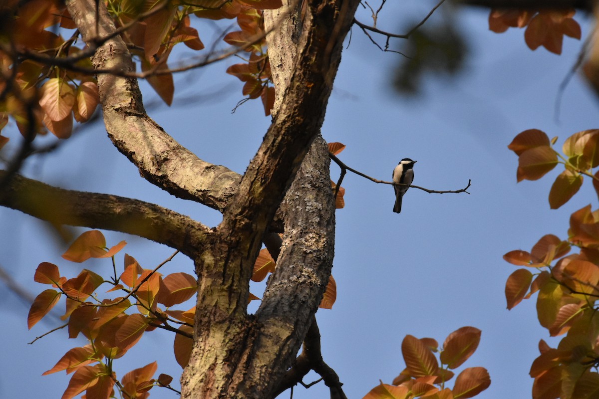 Cinereous Tit - ML52003301