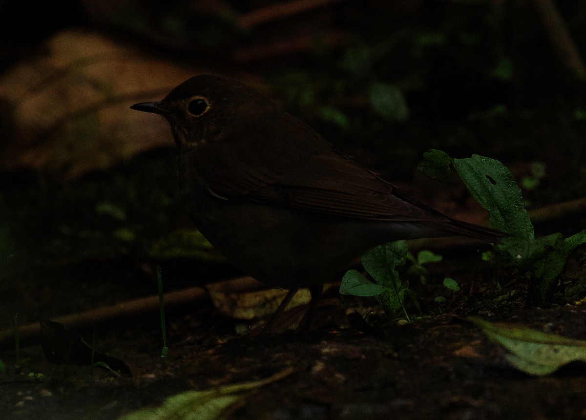 Swainson's Thrush - ML520033291