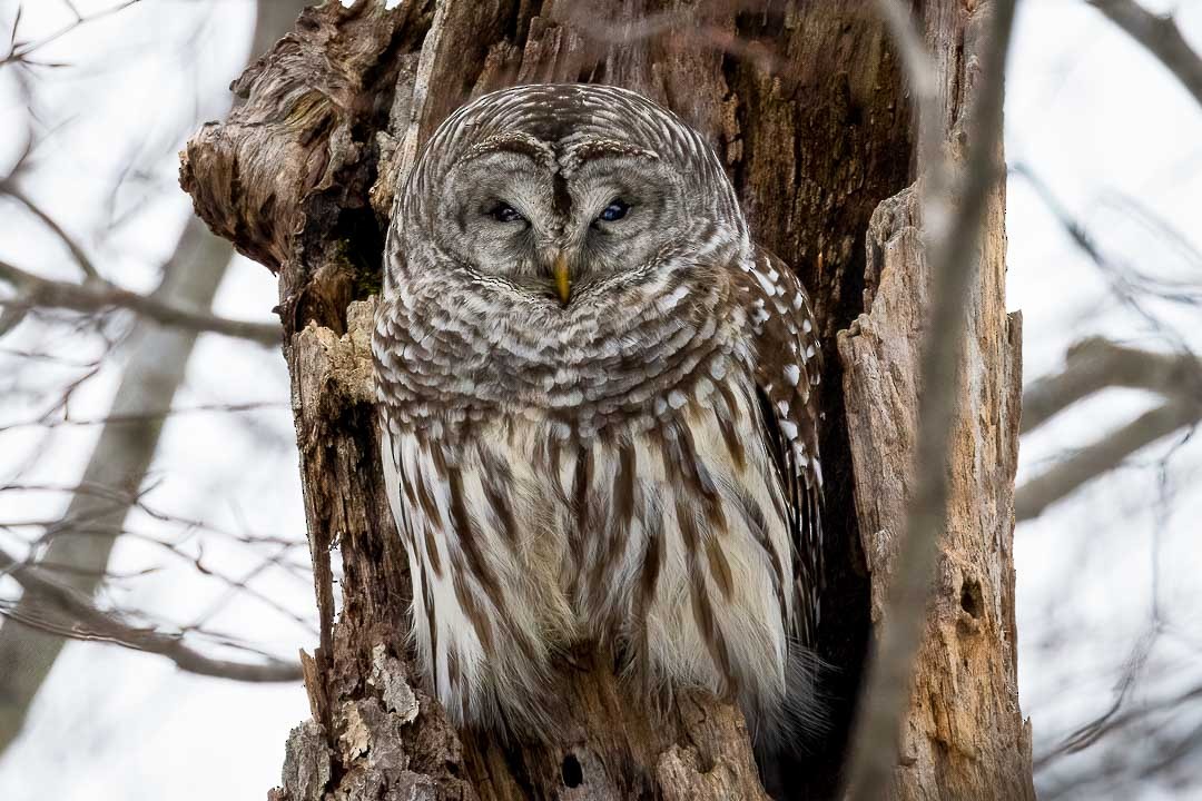 Barred Owl - ML520034051