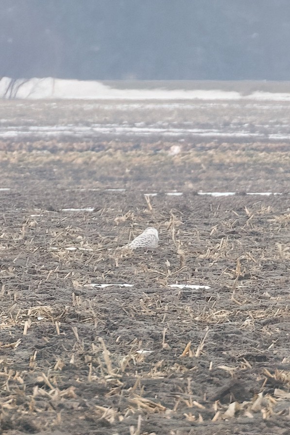 Snowy Owl - ML520034611