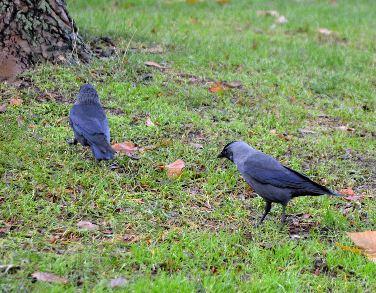 Eurasian Jackdaw - ML520035441