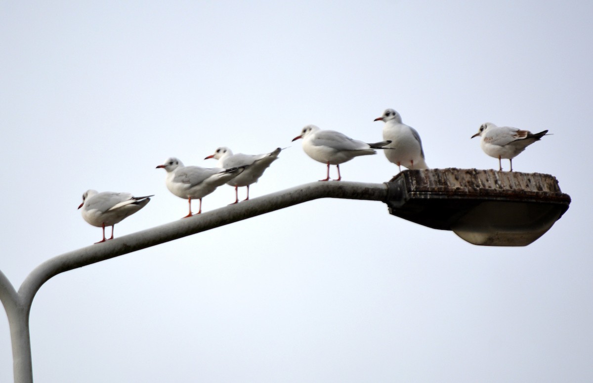 Black-headed Gull - ML520036191